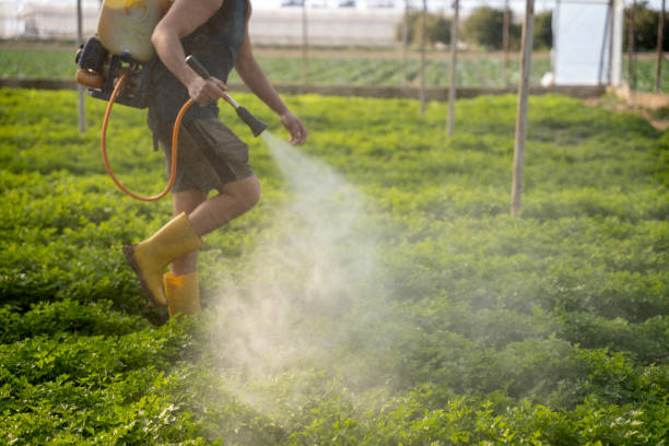 Best Local Pest Control Services  in Pemberville, OH
