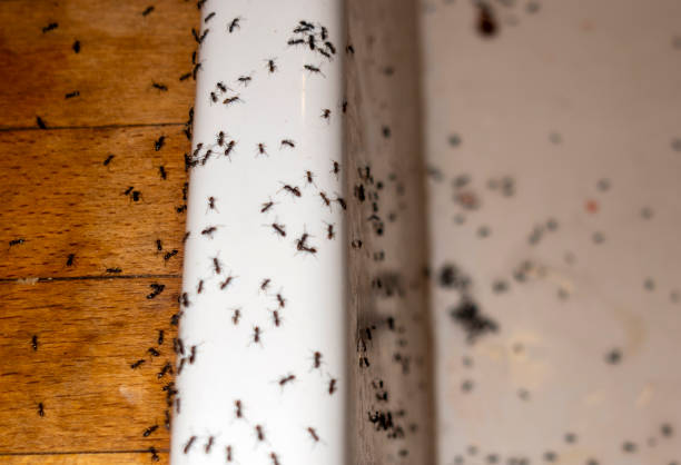 Best Mosquito Control Services  in Pemberville, OH